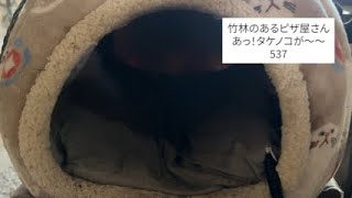 537.夫婦で京都みたいな竹林を作ろう！あ〜あ、タケノコがw