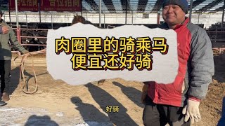 这肉圈里的骑乘马听话好骑，最重要的是这价格也太香了【丽阳牲畜市场】