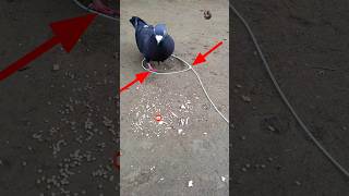 Pigeon trap | How to create a bird trap - #shorts #youtubeshorts