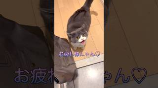 【お出迎え猫】268日目🐯「ぬしっ待ったにゃん♡褒めて」#猫のいる暮らし #お出迎え猫