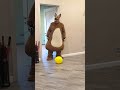 Tanya brings a yellow balloon for funny doggies