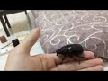 rhino beetle xylotrupes gideon female flies onto my hand