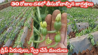 Episode 5, Boran20%, Syngenta alika, Nitrobenzene50% using in watermelon /పూచ్చ సాగు విధానం