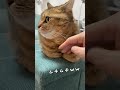 香箱座り中の猫に指ズボしてみたら… shorts