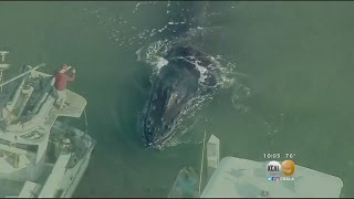 Humpback Whale Gets Trapped In Ventura Harbor