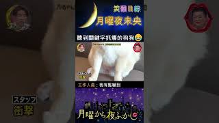 【月曜夜未央】聽到關鍵字就會抓養的狗狗😂 | 笑翻日綜 #月曜から夜ふかし  #shorts #日本