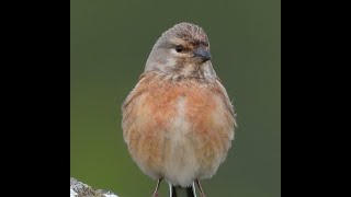 2024 0512 Linnet singing m