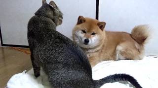 大きくなった三本足猫トラはやっぱり柴犬モモかあさんが好き Shibainu and Cat