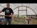 sheep farming vlog how to dna test