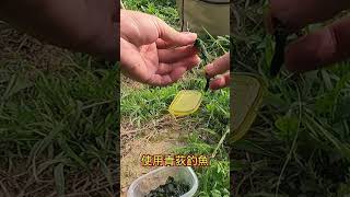 大家注意看 這男人太狠了#釣魚#山狗大#shorts #青荻#福壽魚