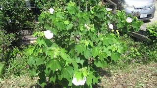 アオイ科の夏の花