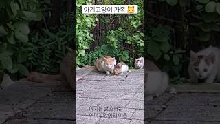 아깽이를 아끼는 어미길고양이의 마음🐱  #동물친구 #길고양이돌보기 #길고양이먹이