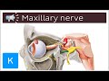 Maxillary nerve | Anatomical Terms Pronunciation by Kenhub