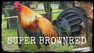 Super Brownred Gamefowl SBR Mt Banahaw Gamefarm Ramon Chibana Montierro @roundhead