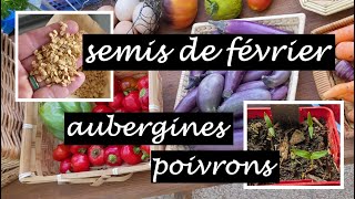 Semis de février : poivrons et aubergines