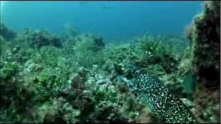 GoPro Underwater Video Fish Bites EEL and Shark Lurking Everywhere!