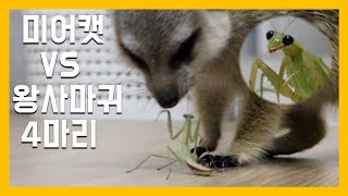 미어캣VS왕사마귀 4마리 [냥이아빠]