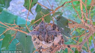 Baby Hummingbird Chicks Learning How to Use Their Wings. #babyhummingbirds #hummingbirds #nature