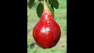 Pear Rootstock compatibility with quince. Pear tree grafting Red Columbia Red Anjou. Pear grafting