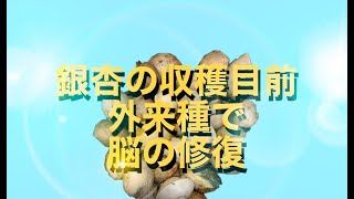 銀杏の収穫目前、外来種で脳の修復