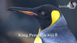 旭山動物園 大人になったキングペンギン55番！