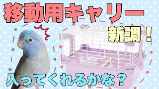 【マメルリハ】移動用キャリーを新調したよ♪