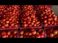 30 1 2025 madanapalle tomato market prices today today tomato rates in madanapalle