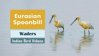 The Eurasian Spoonbill (Platalea leucorodia) - चमचा - கரண்டிவாயன் - ಚಮಚದ ಕೊಕ್ಕುಗಳು