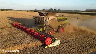 4Kᵁᴴᴰ Harvest 2023: Thurlow Estate's 3 Claas Lexion 8800 TT combines in wheat in Suffolk - Part 2