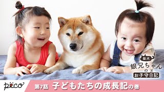 【柴犬 銀兄ちゃんのお子守日記】第7話：子どもたちの成長記【PECO】