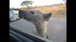 Carjacked by a HYENA !!