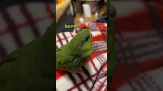 飼い主に遊ぼうと誘ってくるインコがかわいすぎた🐥