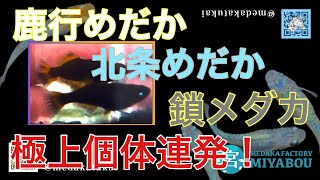 横浜メダカフェスティバル2024前編！鹿行めだか、北条めだか、鎖メダカ