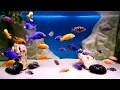 Malawi cichlids aquarium