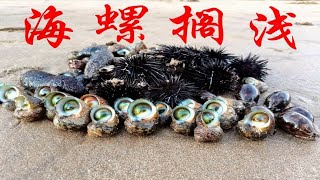 大海退潮后，阿广赶海捡了半桶超大牛眼螺，还捡了名贵海参