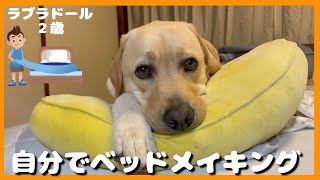 【ラブラドールレトリーバー】自分でベッドメイキングする大型犬２歳　ナイトルーティン