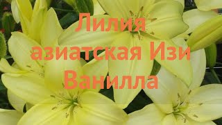 Лилия азиатская Изи Ванилла (easy vanilla) 🌿 обзор: как сажать, луковицы лилии Изи Ванилла