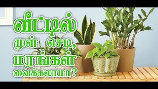 9443165504 - வீட்டில் முள் மரங்கள் வைக்கலாமா?