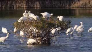 黑面琵鷺鬥嘴比劍-鹮科琵鷺屬-鰲鼓濕地-賴鵬智攝-20131202