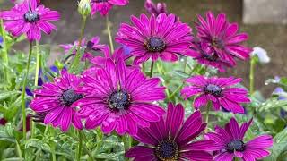 African Daisy (Osteospermums spp.) Plant Profile