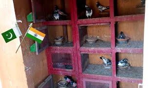 Teddy Pigeon Breeding Progress from India 🇵🇰🇮🇳