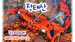 [4K UHD] 무료개방!! 장태산 자연휴양림 국내최대 메타세콰이어숲 단풍 드론영상 (~최고화질로 보세요!!)