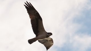 渡良瀬遊水地のミサゴ、ハイイロチュウヒ、チュウヒ、ノスリ