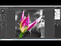 Gimp Tutorial: How To Create A Color Splash Effect Using A Color Image.