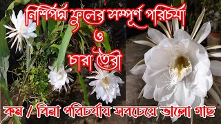 নিশিপদ্ম/ব্রহ্ম কমল ফুলের সম্পূর্ণ পরিচর্যা #night queen,queen of night, #night queen complete care