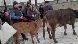 Andijon vl oltinko'l tuman qo'shtepa mol bozori 30 01 2025