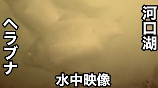 [河口湖]”大型ヘラブナ捕食シーン” 50㎝オーバー水中映像“まとめ”丸々太ったヘラブナ”スゴすぎるヘラブナ釣り”の参考して下さい