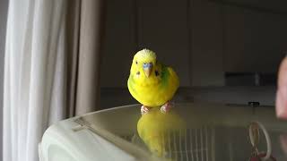 「もしも～し」とトントコトンする🐤セキセイインコ、チャッピー　　Chappie the budgie says 'Hello' and taps on the roof