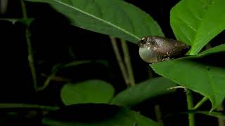 Endemic Common Shrub Frog Sri Lanka | Pseudophilautus popularis | Royalty Free Video Footage | #64