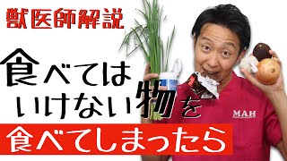 ショックな誤食！【獣医師解説】食べてはいけないもの